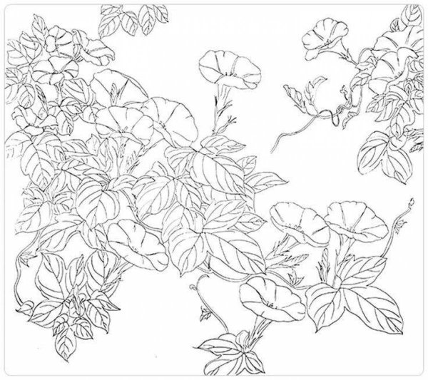 Раскраска вьющиеся цветы