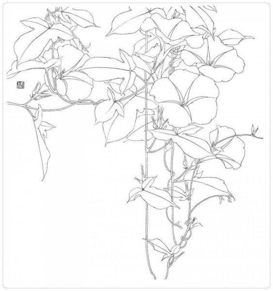 Вьюнок фаленопсис