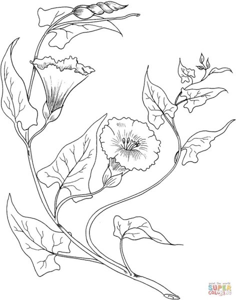 Гунби Вьюнок контур