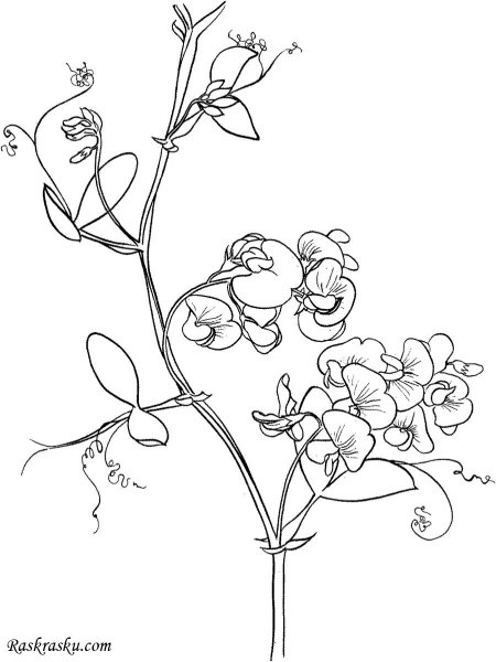 Горох растение раскраска