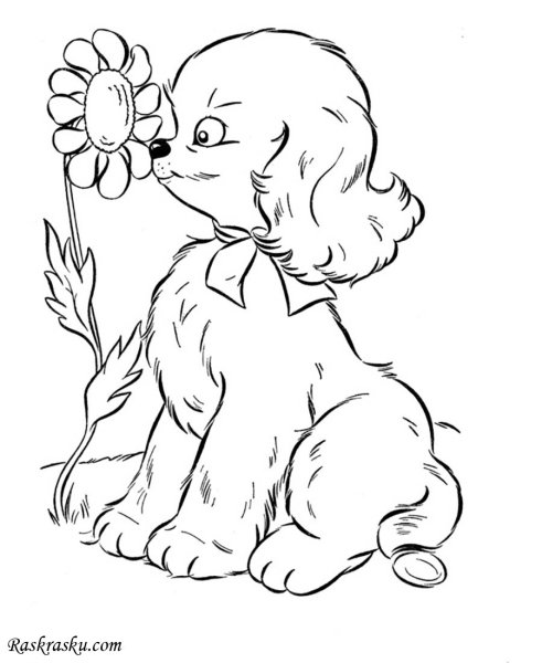 Раскраска собачка щенок