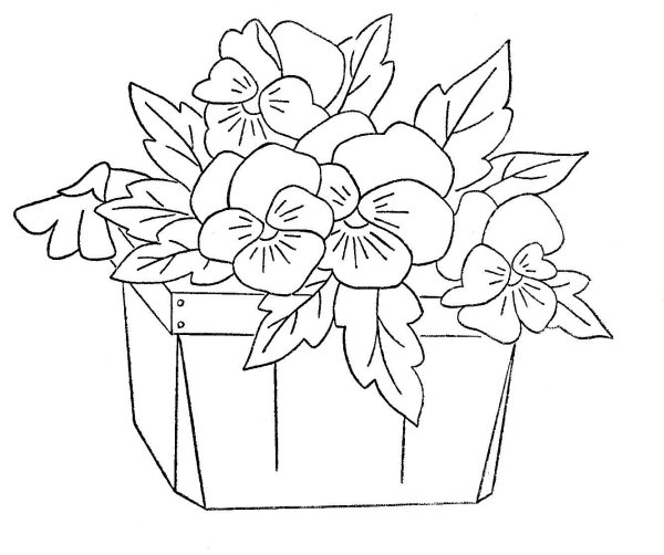 Раскраска комнатные растения фиалка