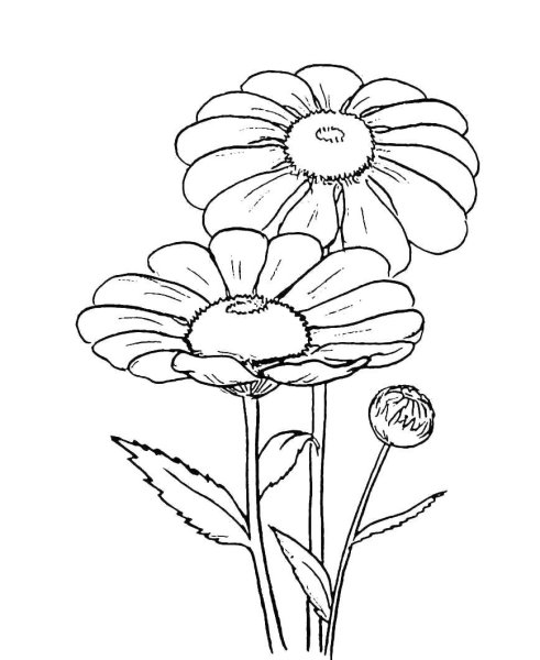 Ромашка раскраска