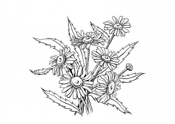 Раскраска цветок Ромашка