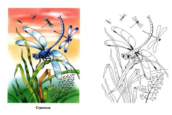 Стрекоза раскраска. Насекомые