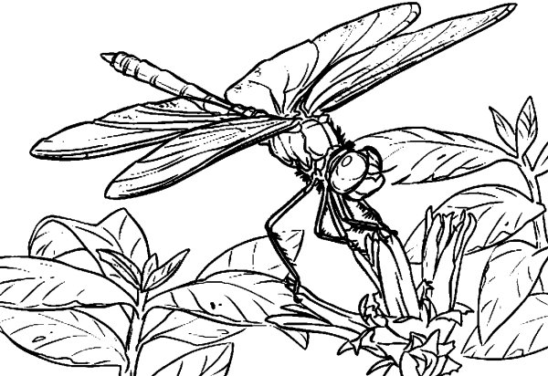 Стрекоза раскраска