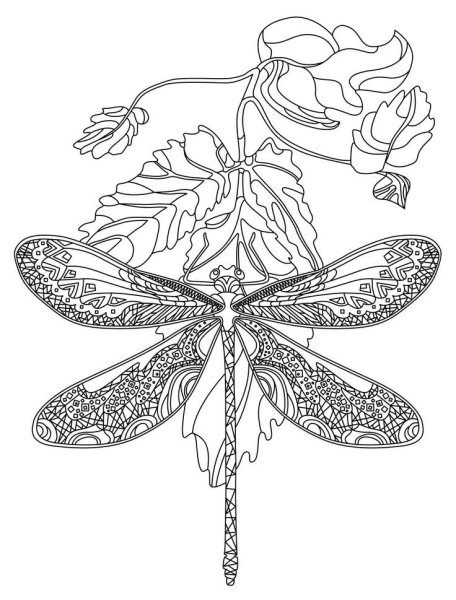 Стрекоза раскраска