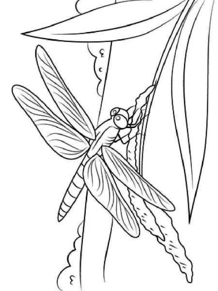 Стрекоза рисунок