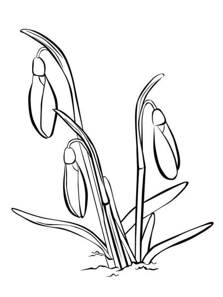 Подснежник узколистный раскраска