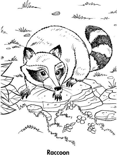 Енот картинка для детей раскраска