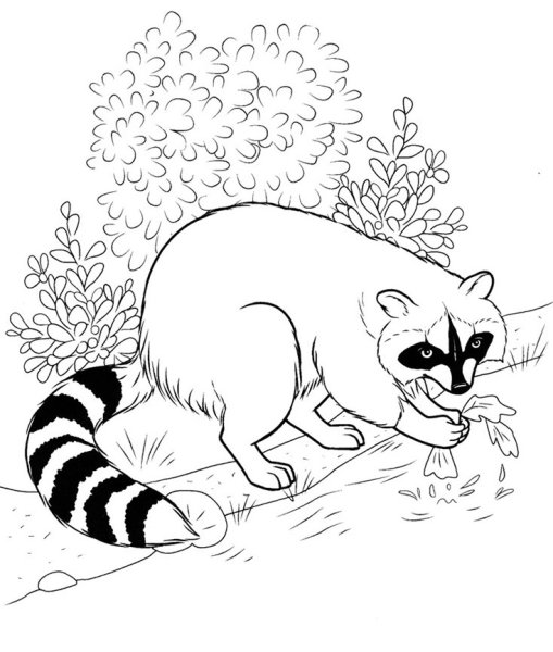 Енот полоскун раскраска