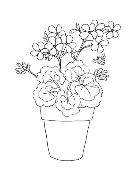 Герань бегония фиалка