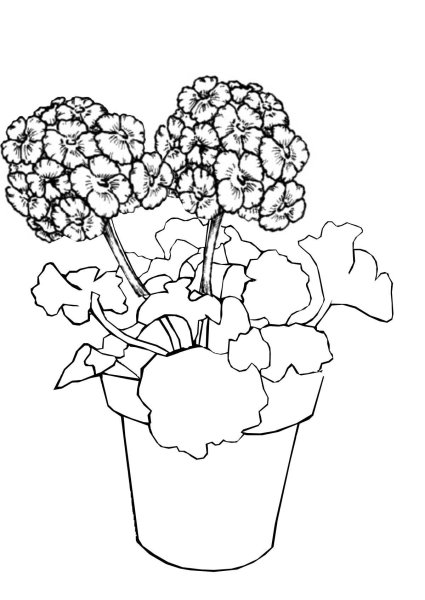 Раскраска комнатные растения для детей