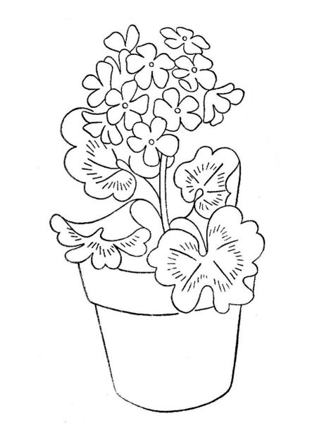 Раскраска комнатные растения для детей