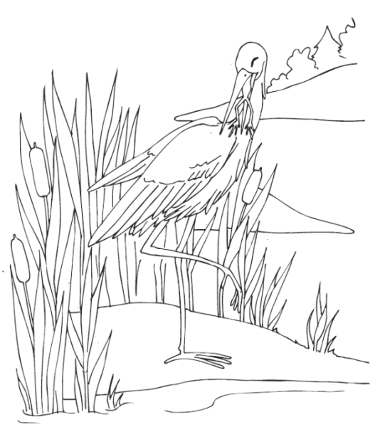 Раскраска цапля на болоте