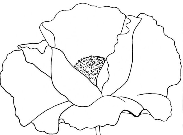 Мак раскраска для детей