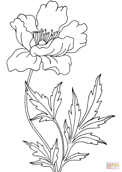 Полевые цветы раскраска