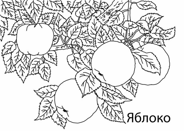 Яблочный спас разукрашка