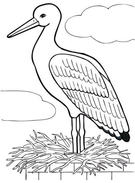 Перелетные птицы раскраска для детей