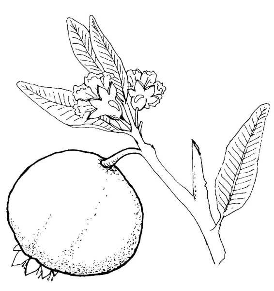 Гранат для раскрашивания