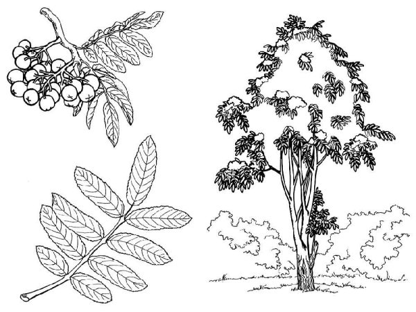 Рябина раскраска