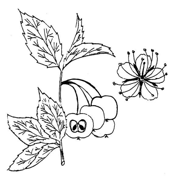 Рисунки с необычными цветами и плодами