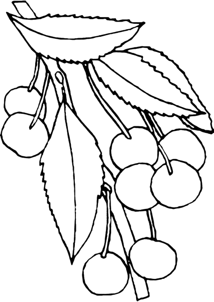 Вишня раскраска