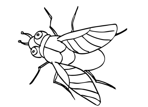 Насекомые раскраска для детей