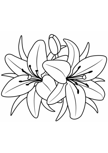 Лилия пенсильванская раскраска