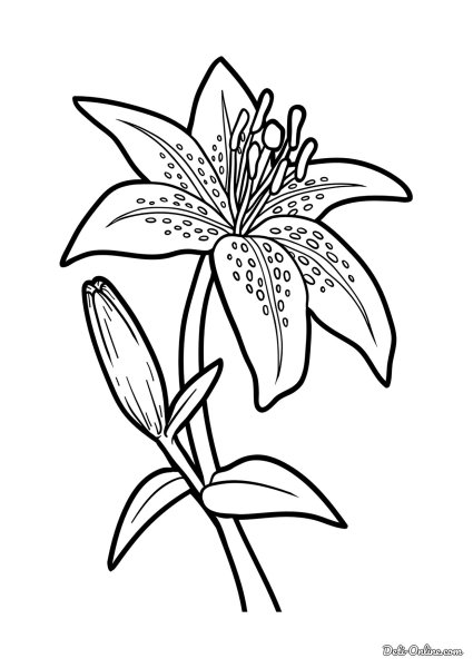 Лилия раскраска