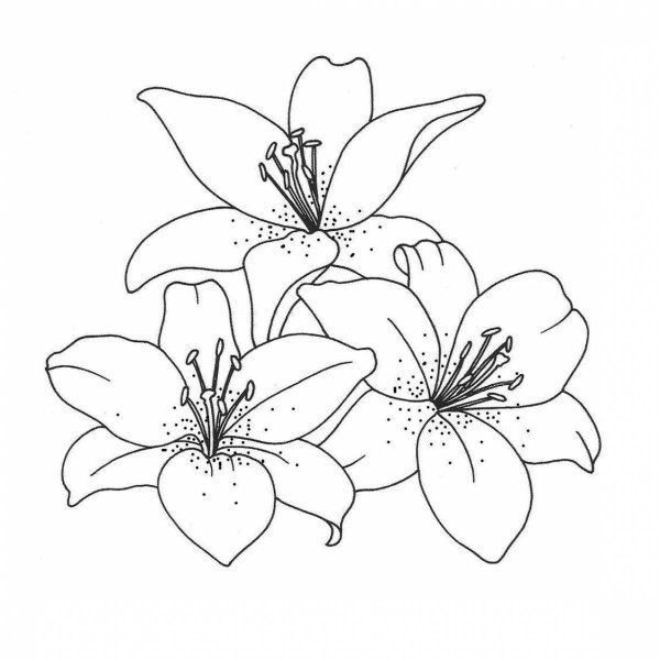 Лилия раскраска