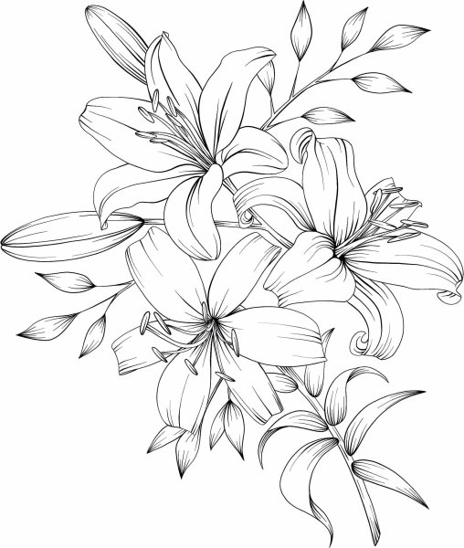 Лилия рисунок