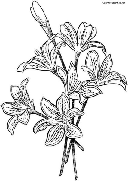 Лилия кудреватая раскраска