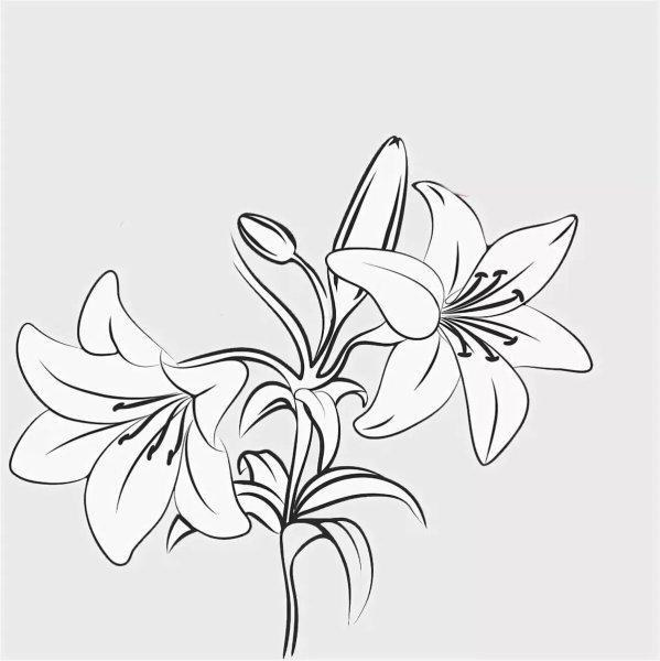 Лилии контур