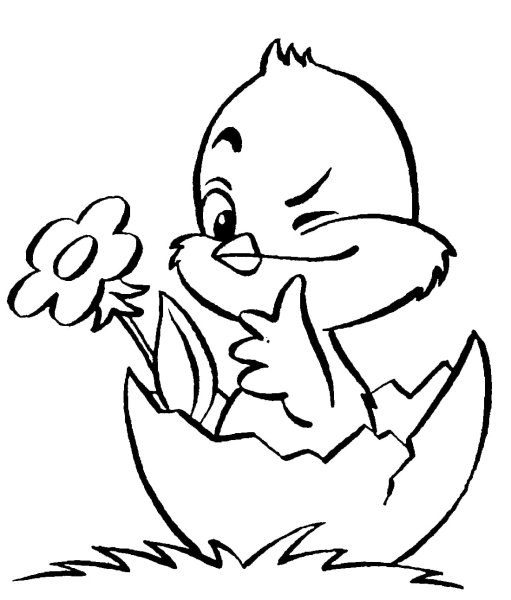 Цыпленок. Раскраски