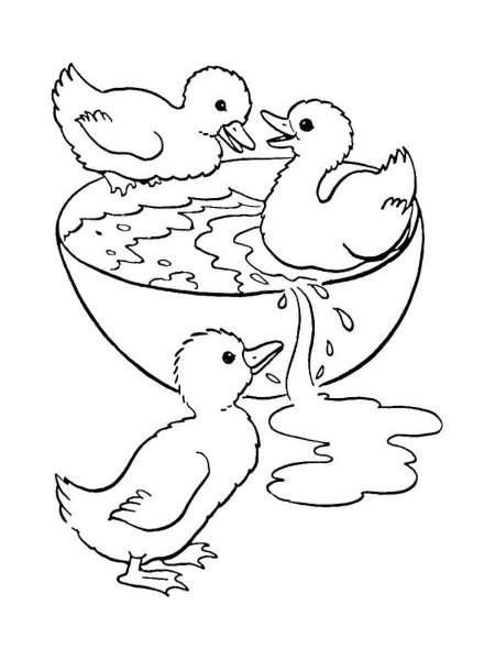 Домашние птицы. Раскраска