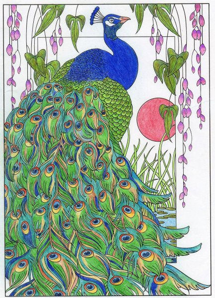 Павлин раскрашенный