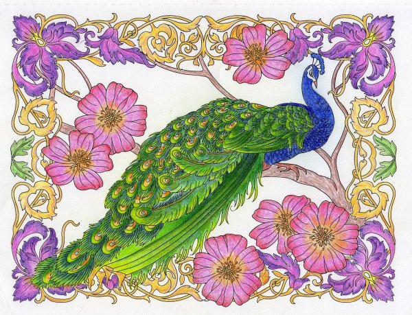 Павлин раскрашенный