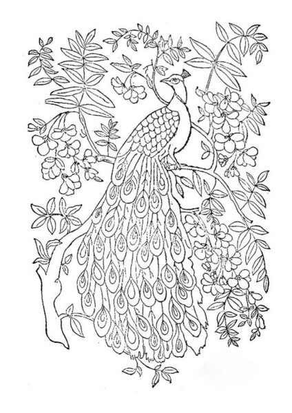 Павлин на ветке раскраска