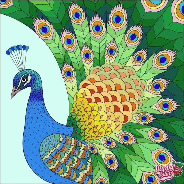 Павлин раскрашенный
