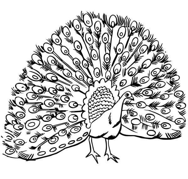 Павлин раскраска для детей