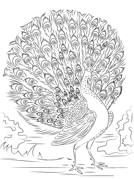 Павлин. Раскраска