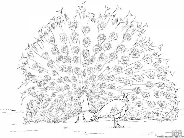 Павлин для раскрашивания
