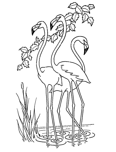 Фламинго разрисовка