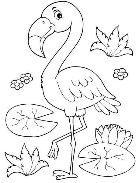 Фламинго обыкновенный раскраска
