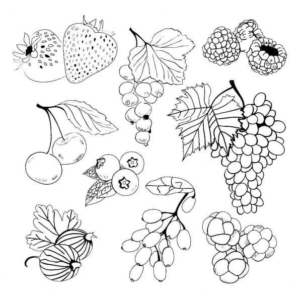 Раскраска ягоды разные