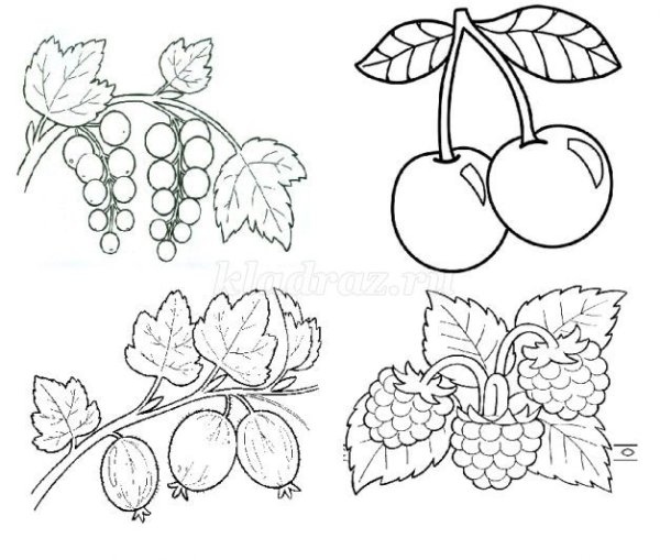 Раскраски ягоды для дошкольников