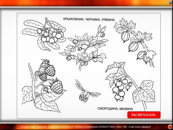 Лесные ягоды задания для дошкольников
