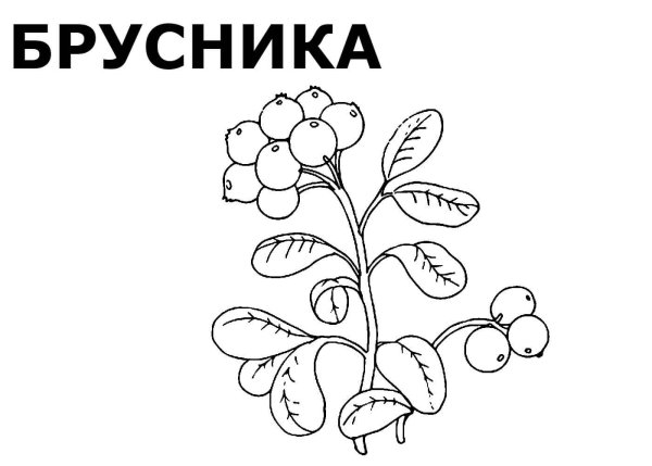 Лесные ягоды раскраска