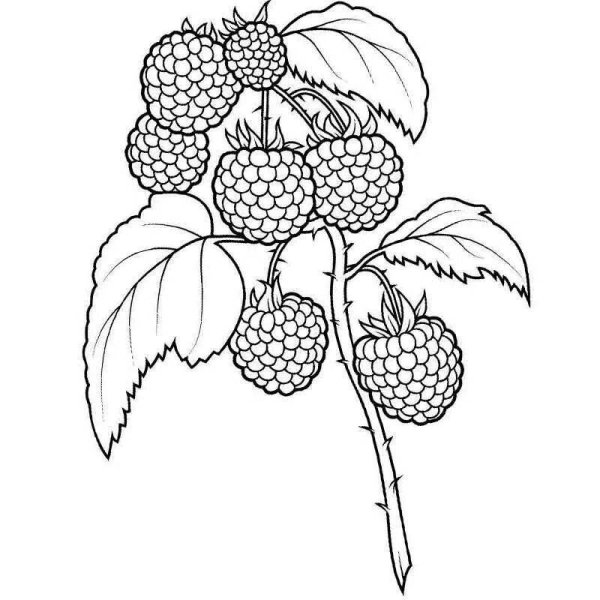 Малина раскраска